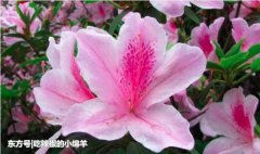 最会“撩妹”的四大生肖男，花言巧语说的天花乱坠，情商高！