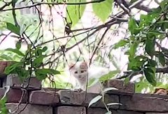 我妈以为我恋爱了，其实我只是养猫了|到底要不要养猫？